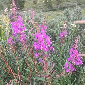 Meet your Posher, Daniela